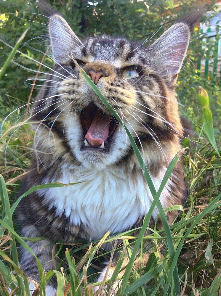 Maine coon