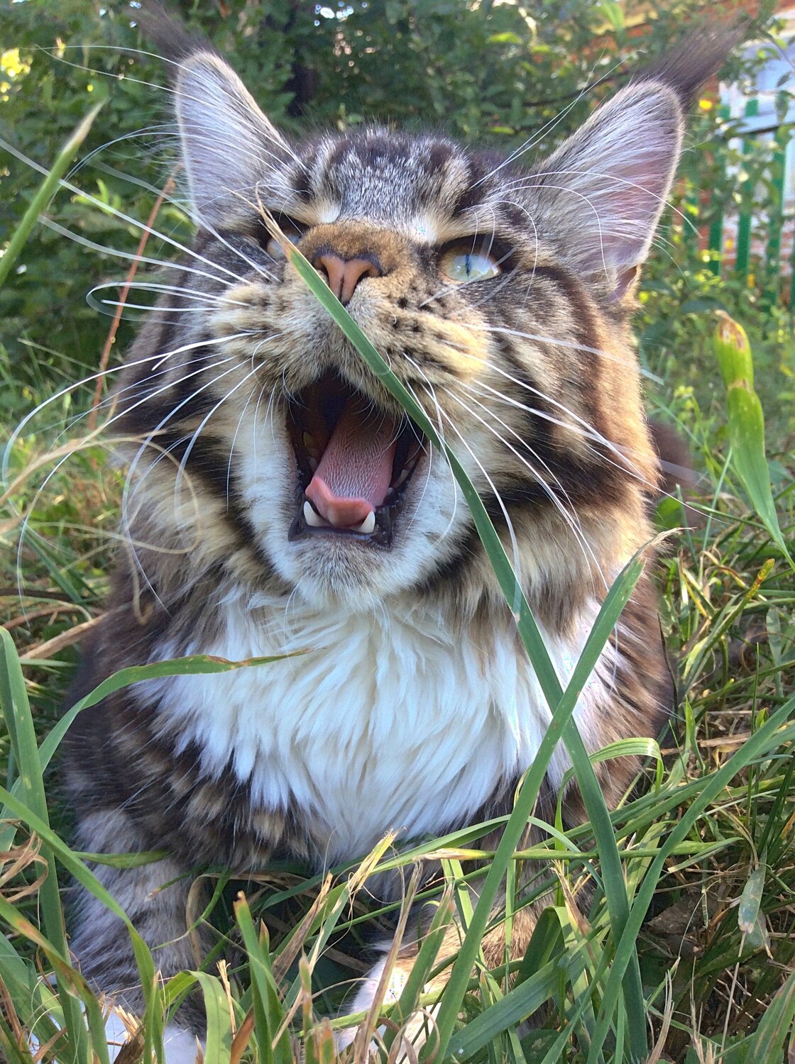 Maine coon