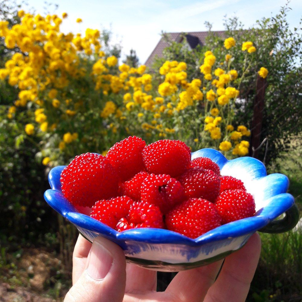 Хотите Клубнемалины, друзья?