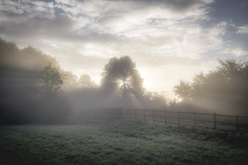 Sun through the Oak in the foggy morning
