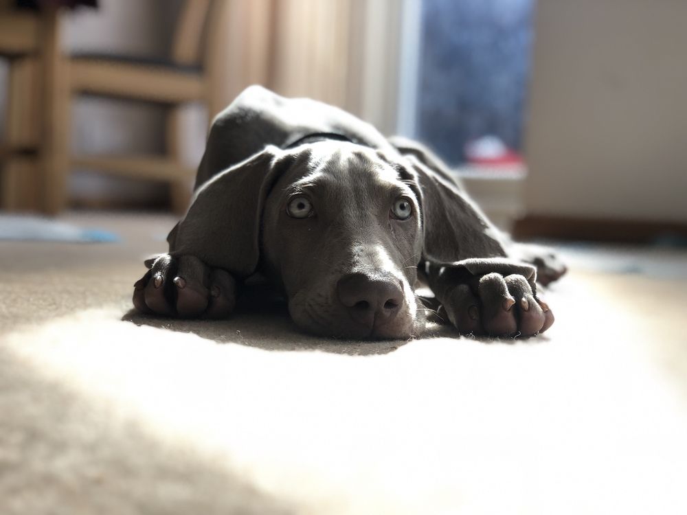Weimaraner