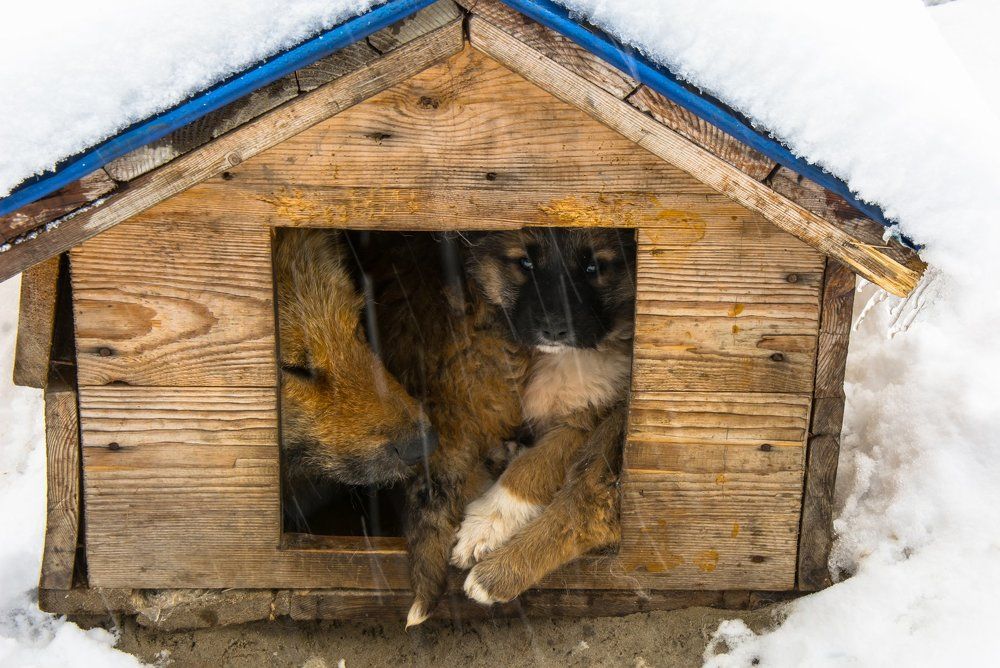 Свои все дома...