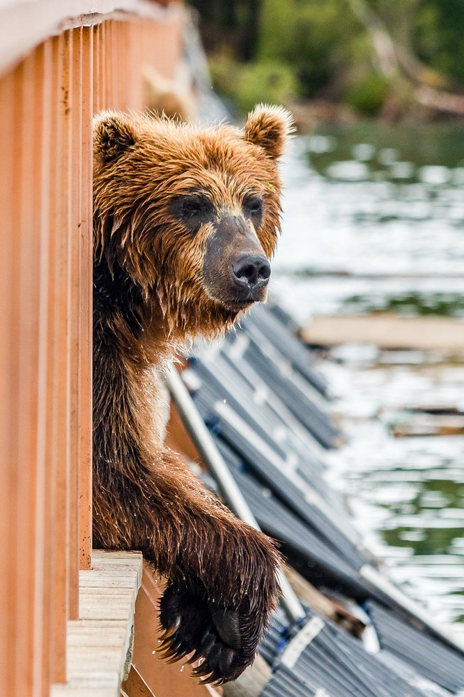 Медведь Казанова