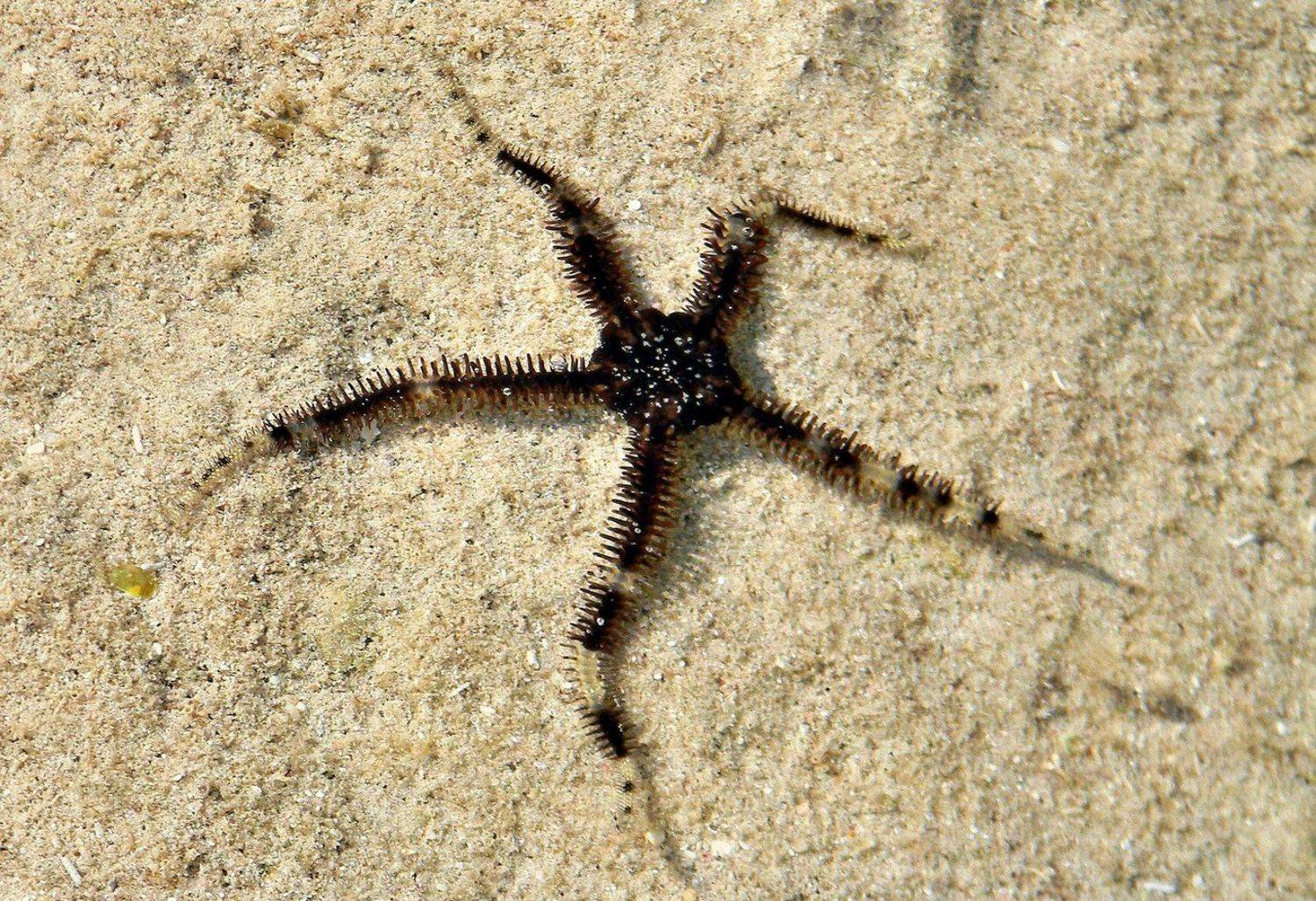 Морская звезда (лат. Asteroidea)