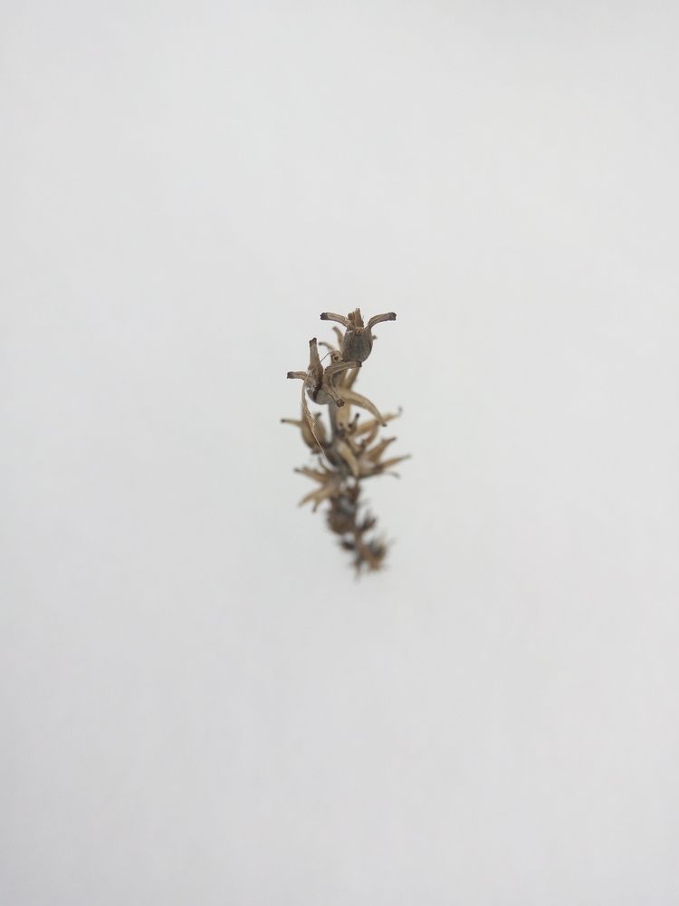 Spring snow