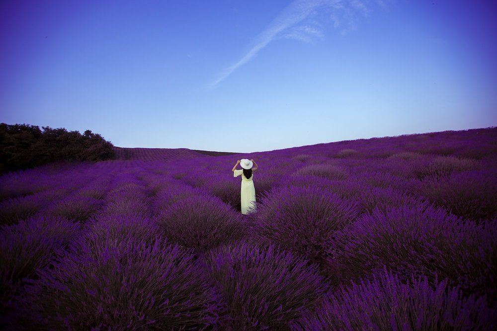 В лавандовом поле