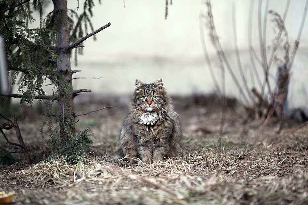 Photograph by sayjey