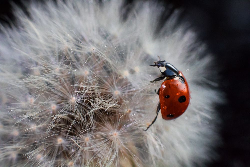 хоть и коровка, но легкая как пушинка