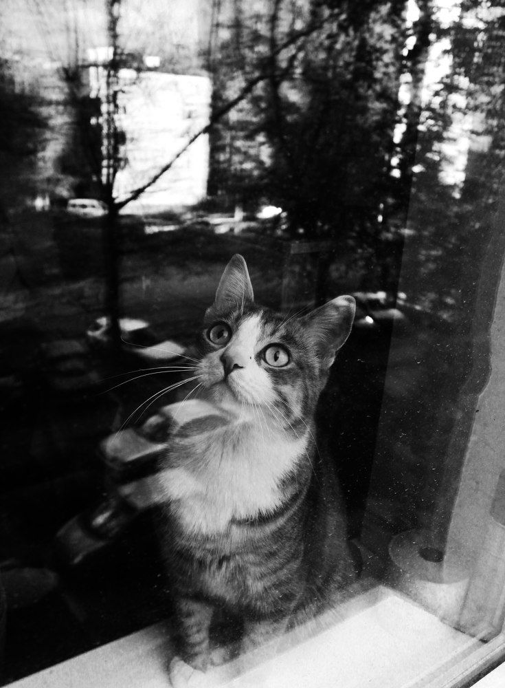 Кот по кличке "Кокос"