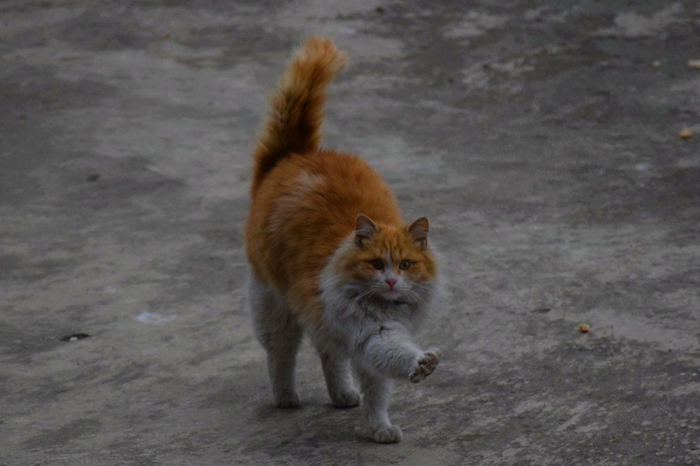 Бриллиантовая лапка