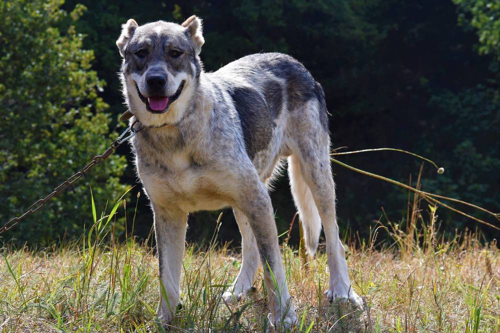 Осторожно!  НЕ злая собака!