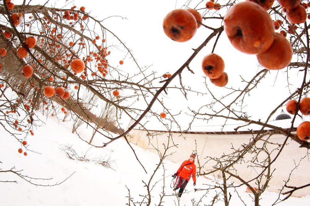 Яблоки на снегу