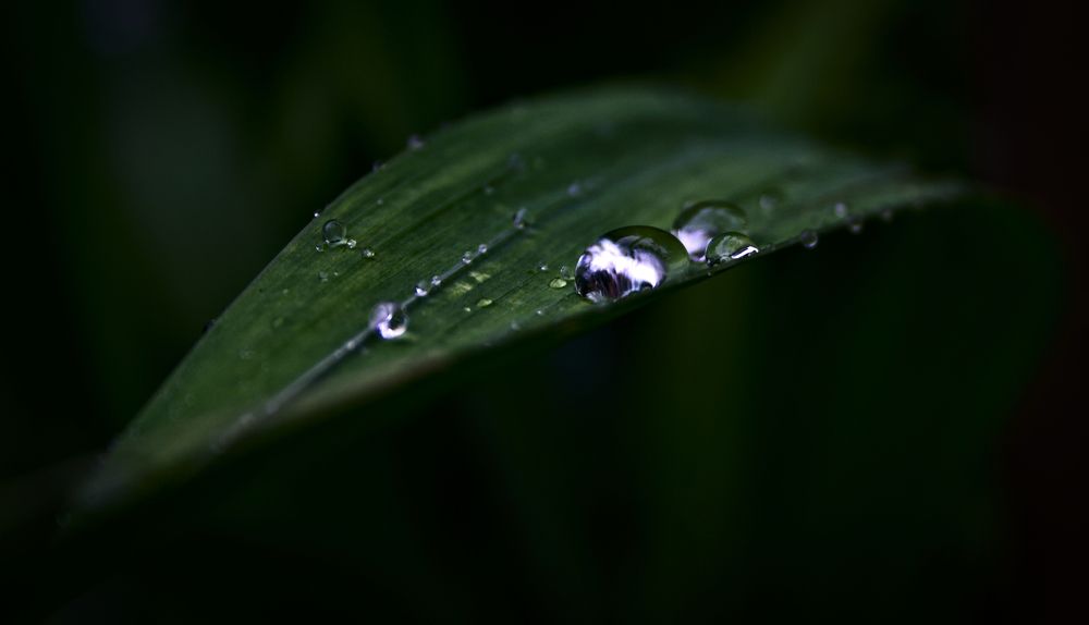 Капли на траве