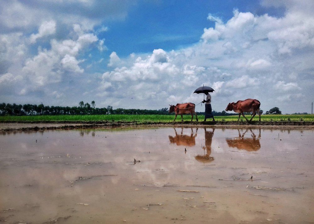Beauty of Bengal