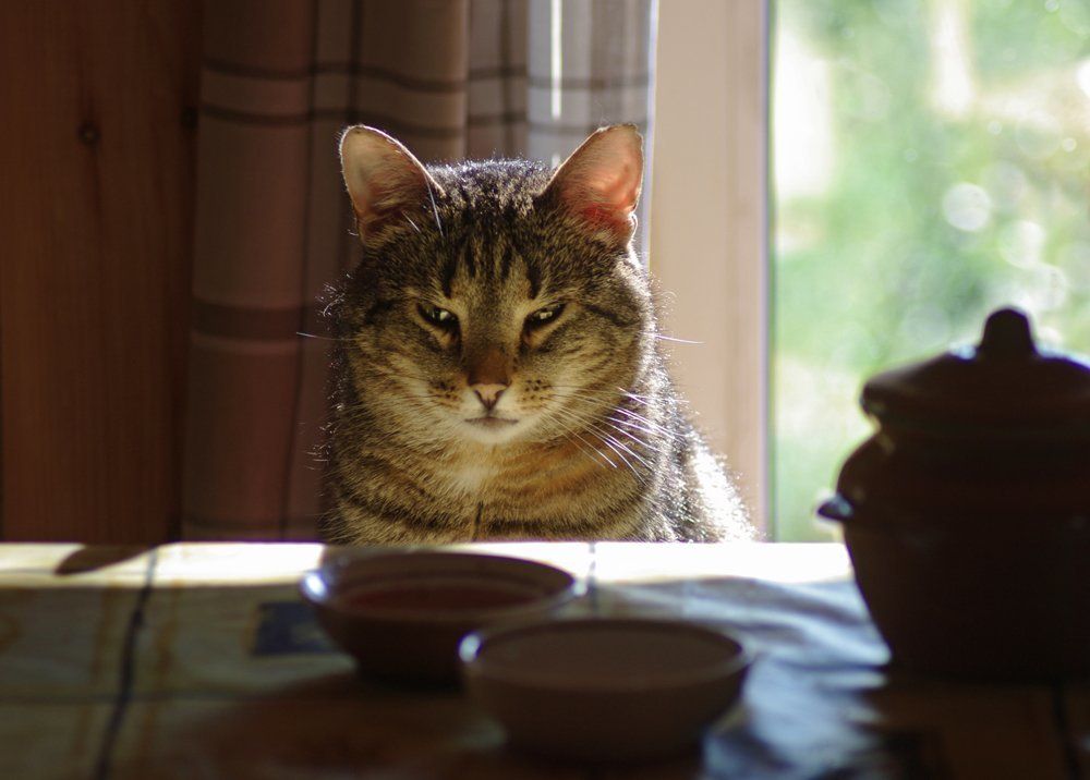 Овсянка, сэр...