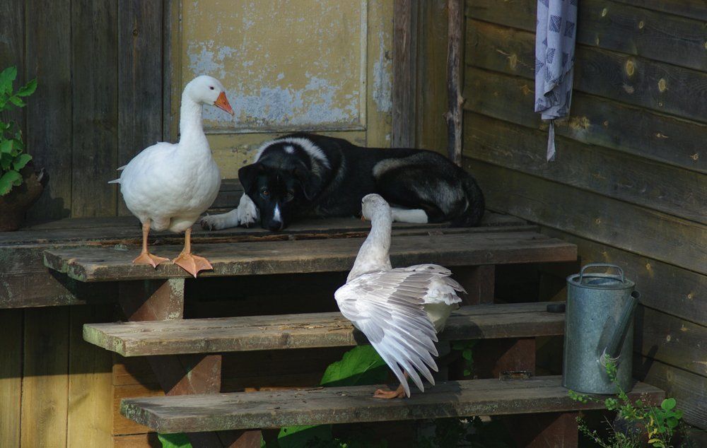 Устала я с вами...