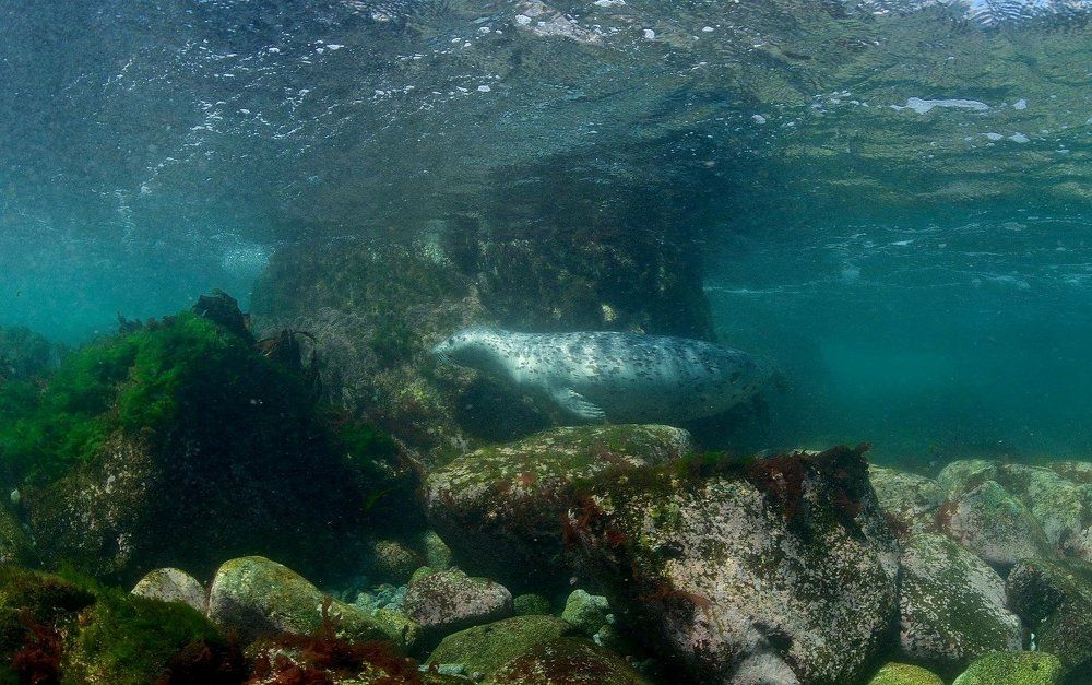 Ларга на охоте, дальневосточная нерпа.
