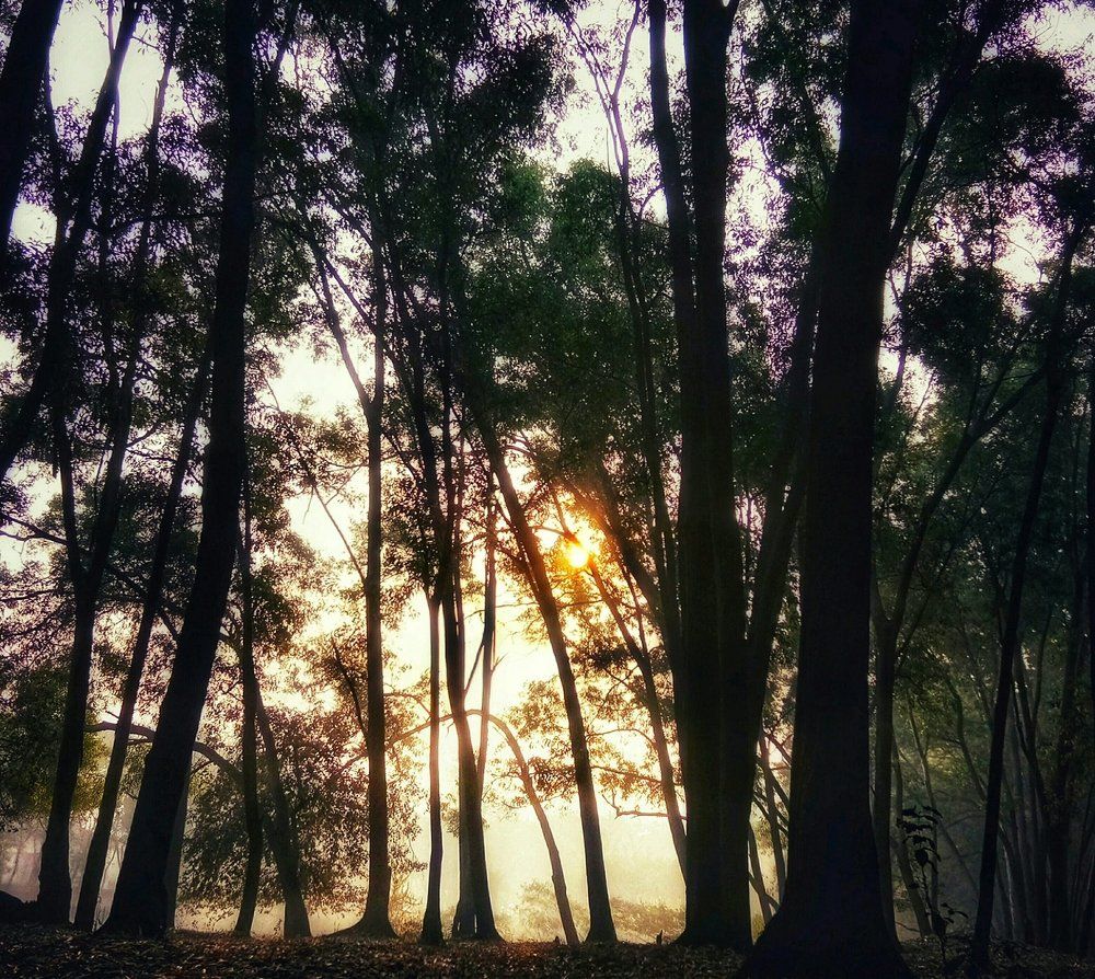 Morning Fog