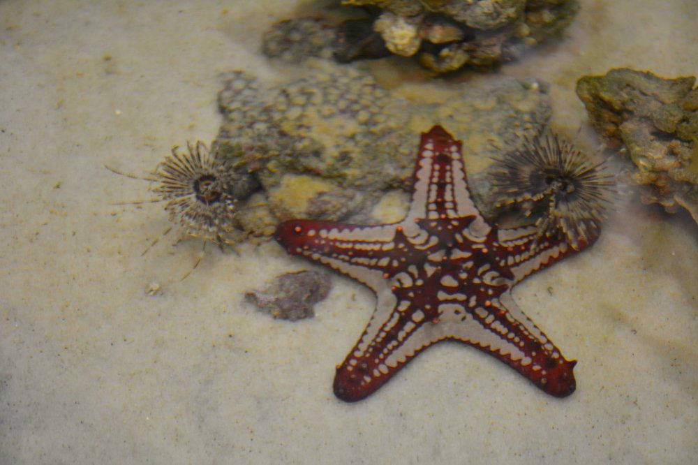 Фотография автора Елена Бракоренко