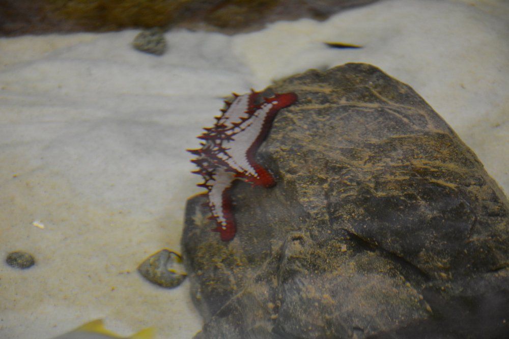 Фотография автора Елена Бракоренко