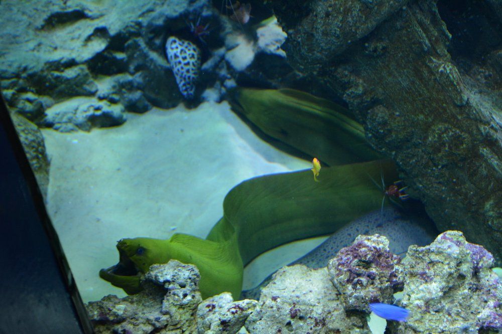 Фотография автора Елена Бракоренко