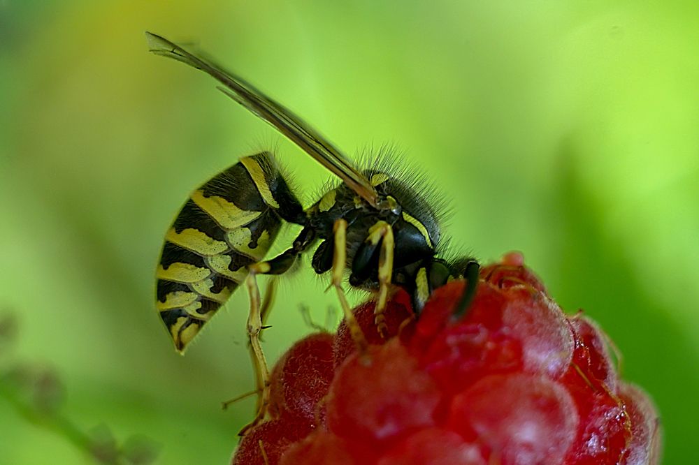 Очень вкусно