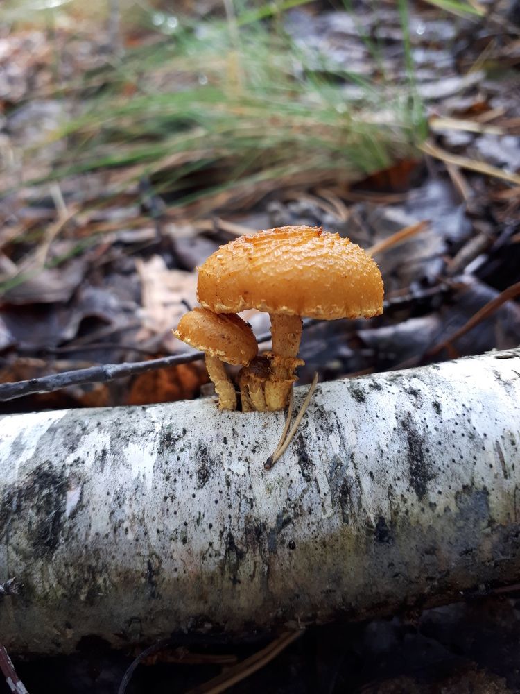 Photograph by Anastasia  Ka