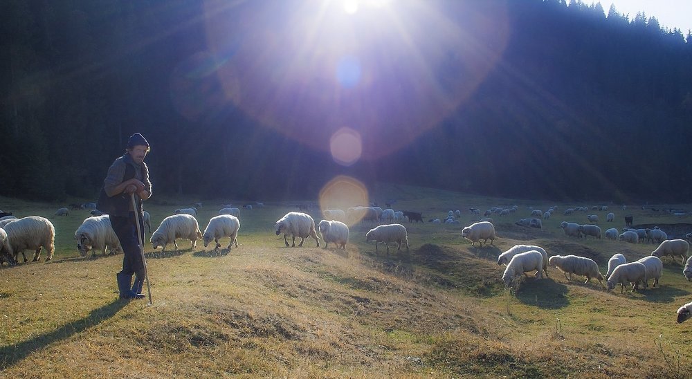 Shepherd's life 4