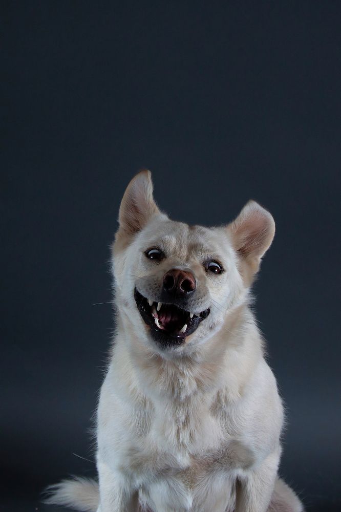 The real faces of the dogs