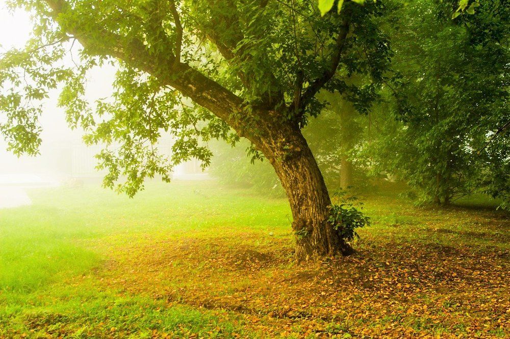 т у м а н  в  г о р о д е