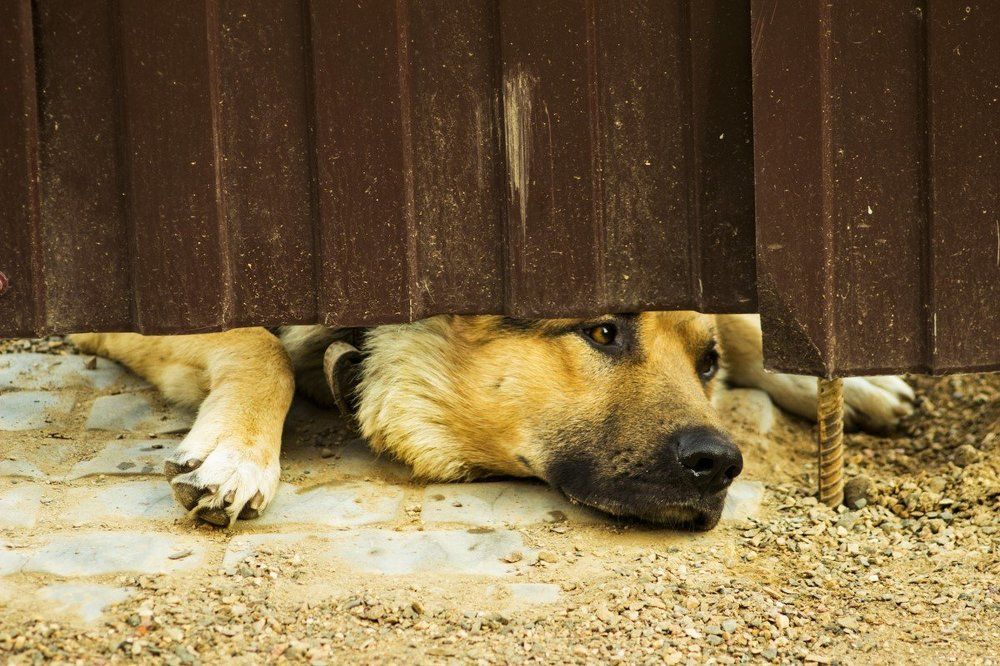 один дома...