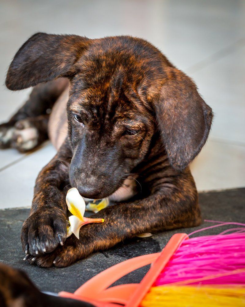 Puppy with frangipani