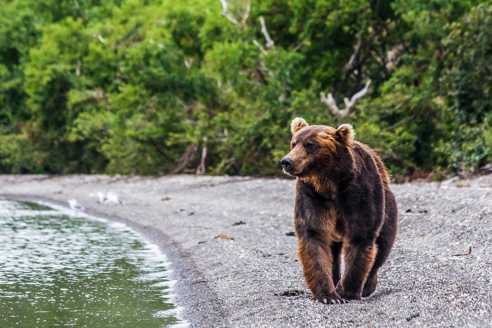 Медведь смотрящий вдаль