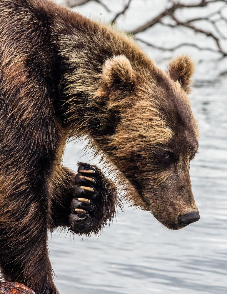 Медведи тоже умеют просить прощения