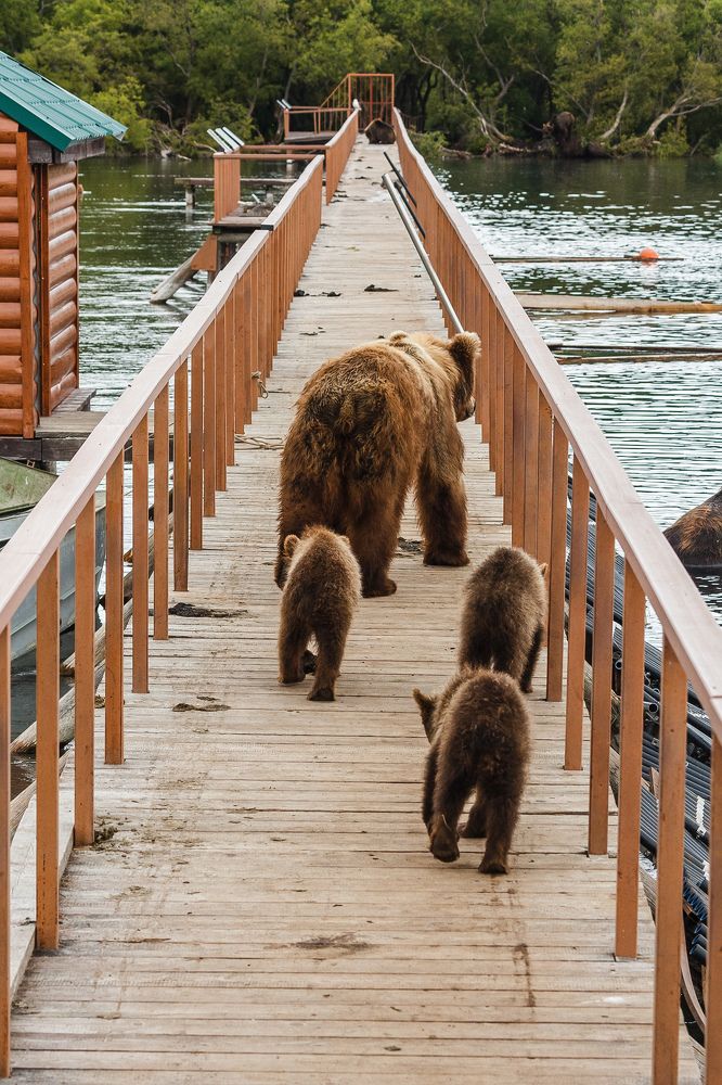 Медведица и три сеголетки