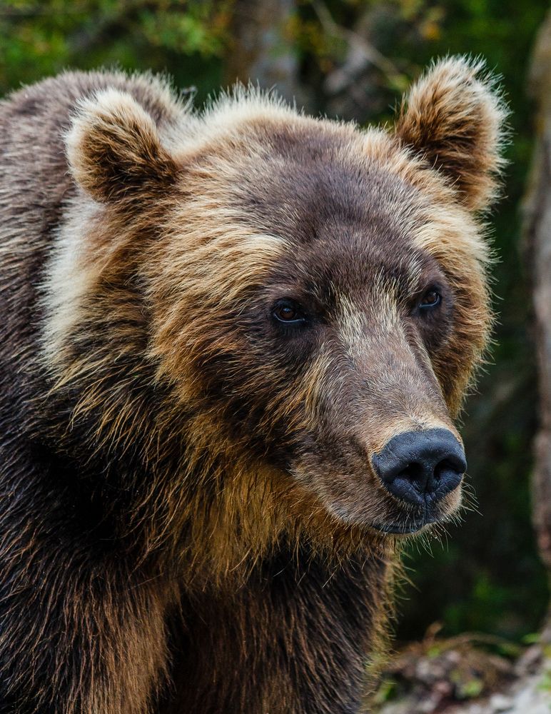 Мудрый Медведь