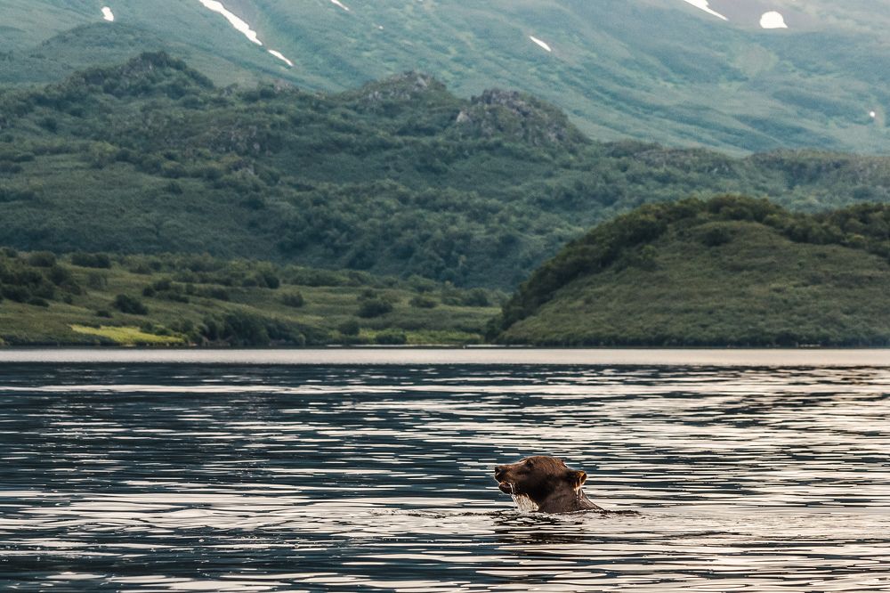 Плыть или не плыть... Плыть!