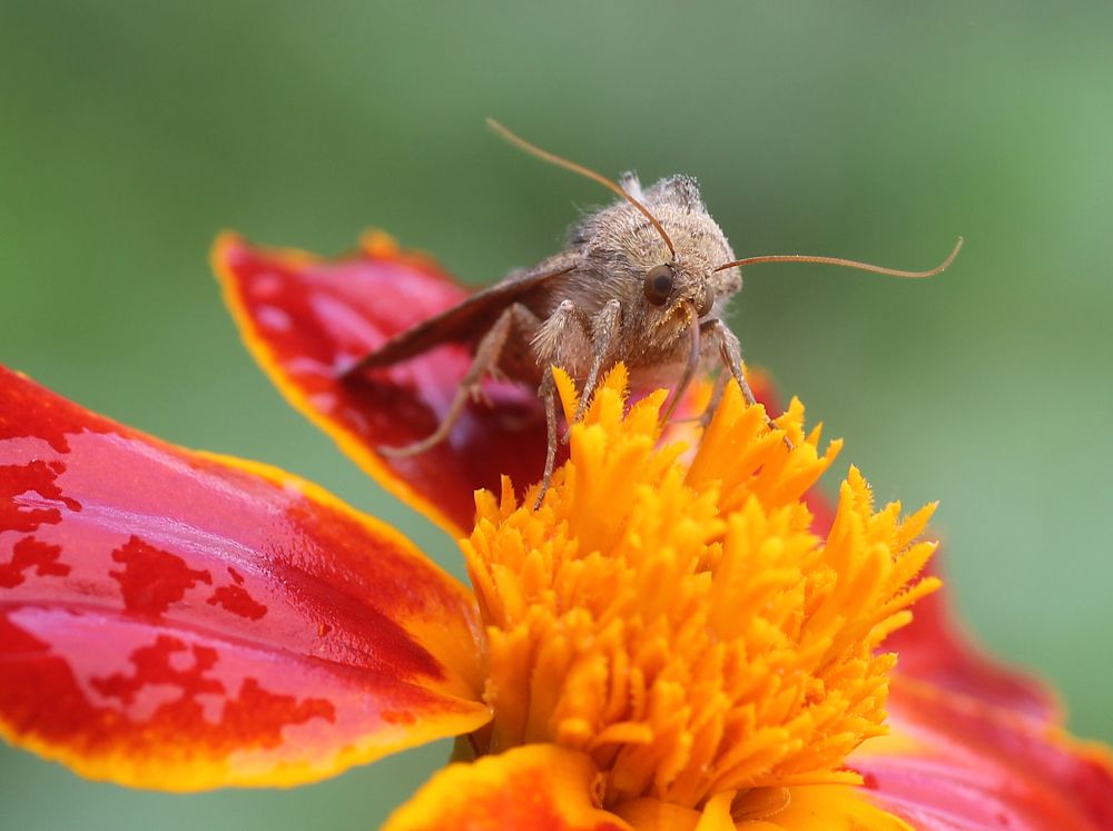 После дождичка ...