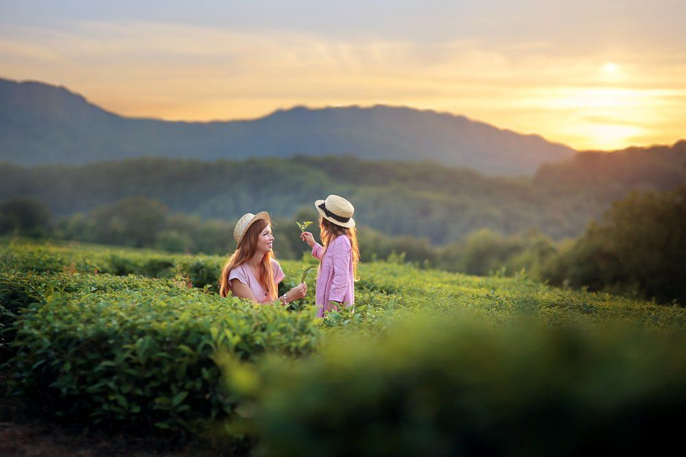 чайная плантация