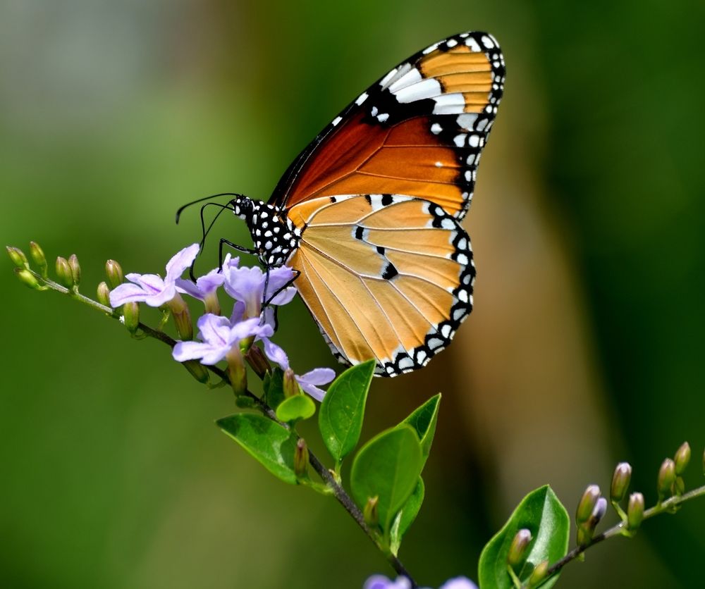 ButterFly in my Backyard