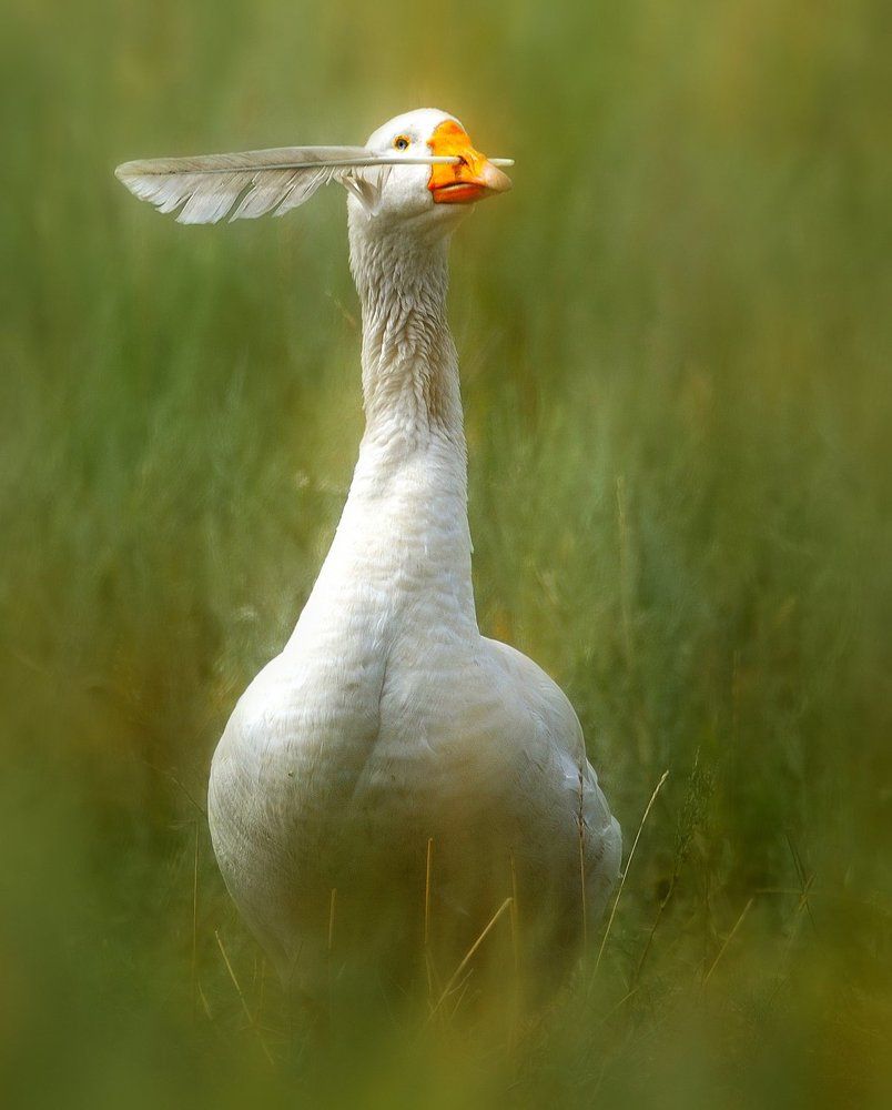 Чингачгу́к