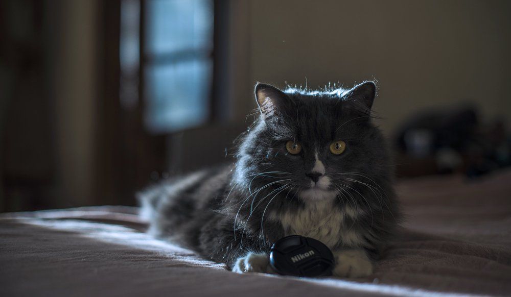 Фотография автора Сигидова Ирина