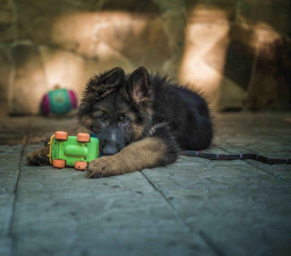 Фотография автора Сигидова Ирина