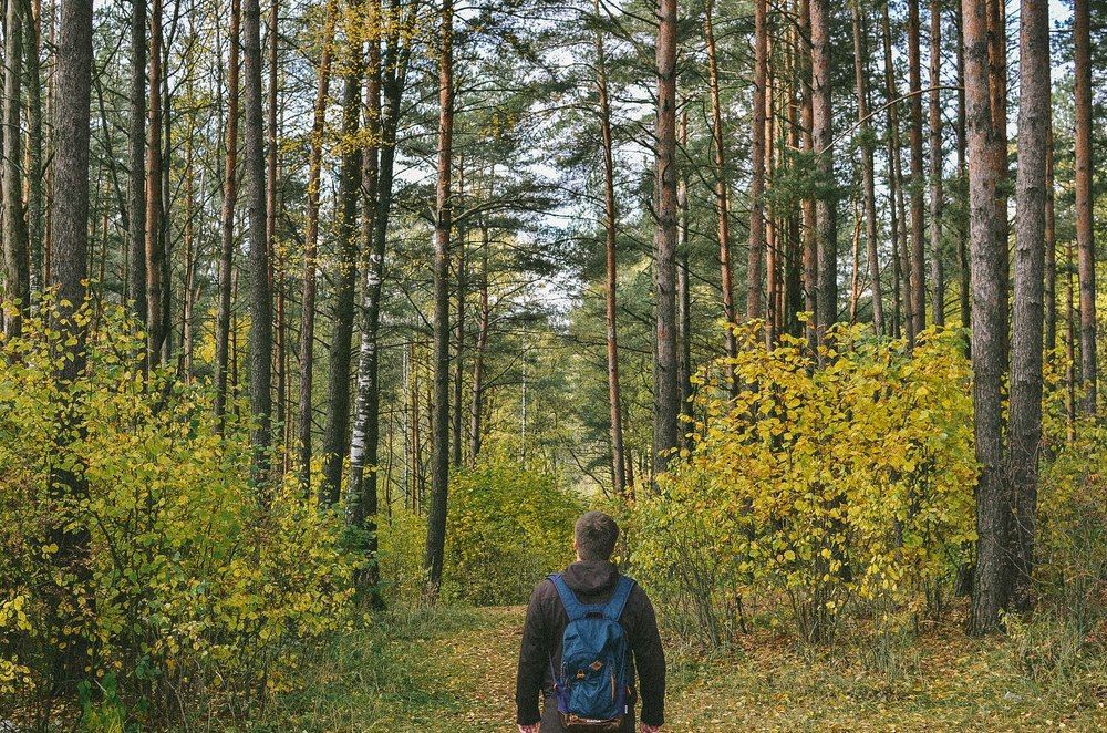 в центре с природой