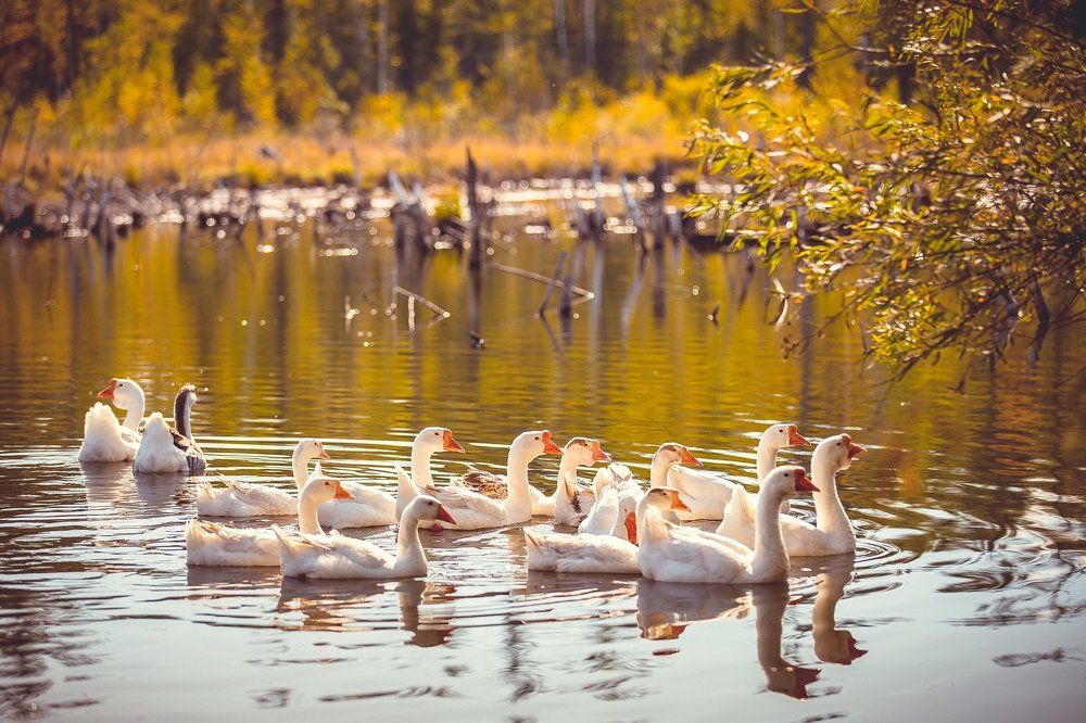 Гуси-лебеди