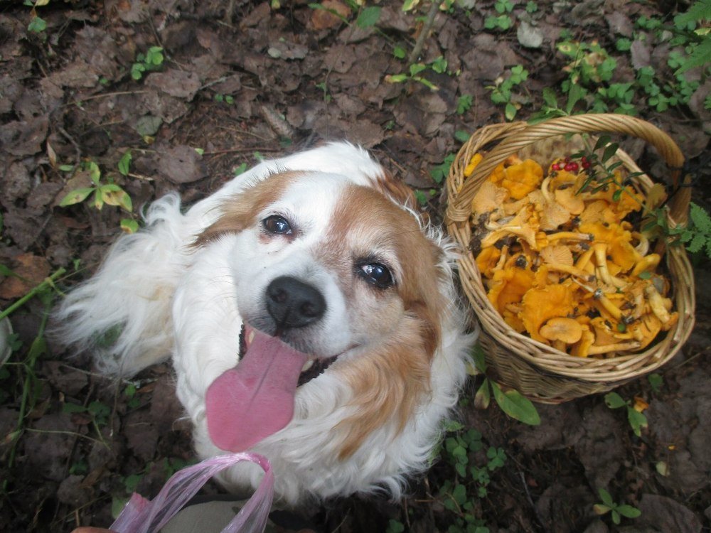 Нюшка и лисички