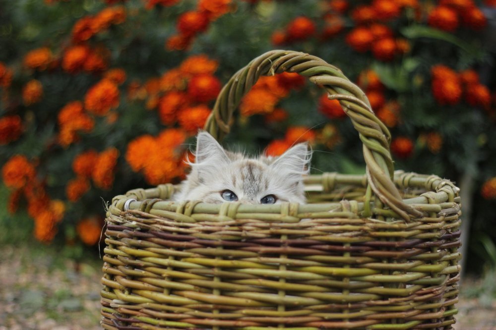 Спряталась