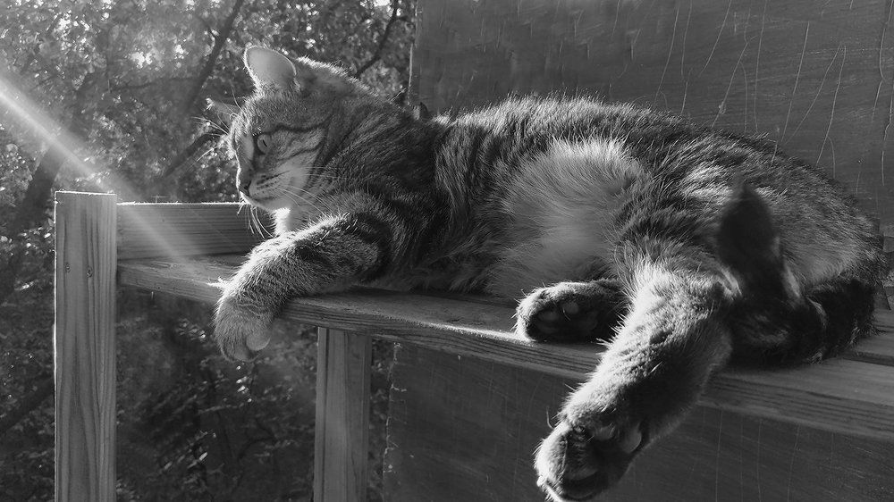 a cat with sun ray