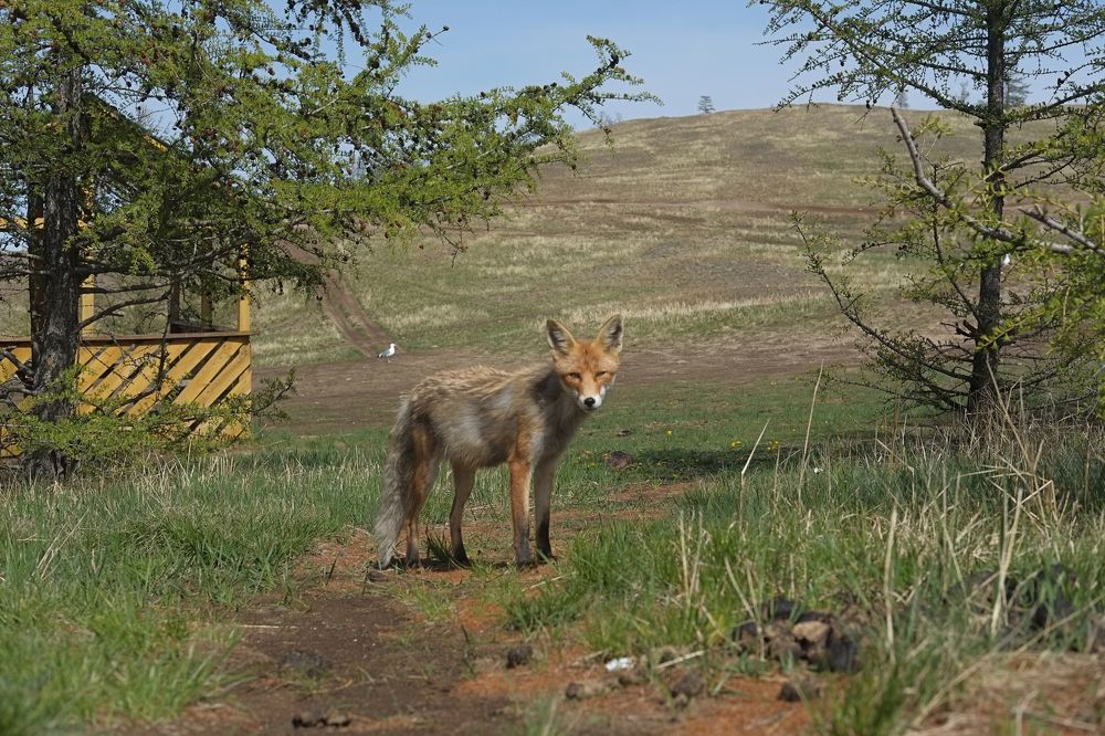 Стокгольмская синичка в гостях у Байкальских друзей
