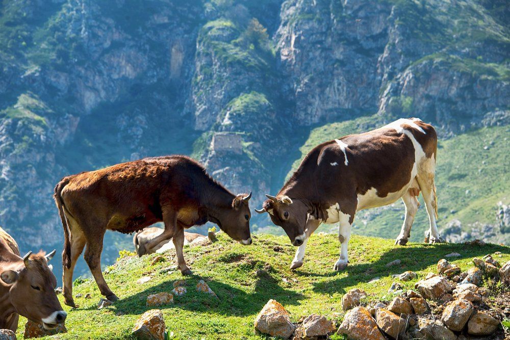 Эмансипация